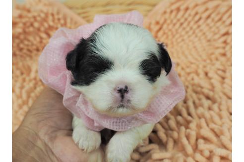 成約済の埼玉県のその他の犬種-103658の1枚目